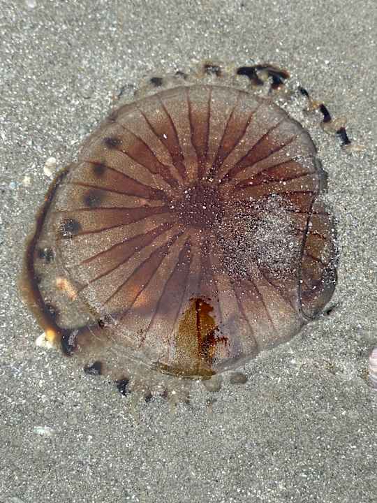 Strand Sentido Riccione Premium Camp