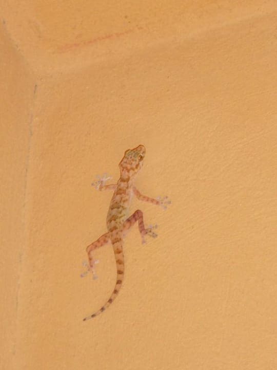 Unser Mitbewohner Grand Makadi