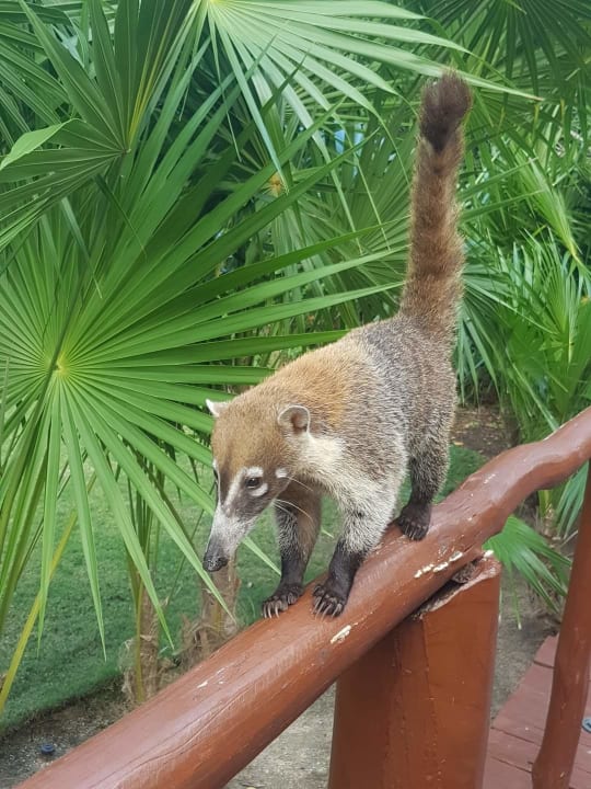 Gartenanlage Grand Palladium Select White Sand Resort & Spa