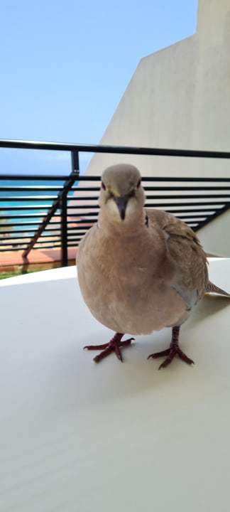 Sonstiges SBH Crystal Beach Hotel & Suites