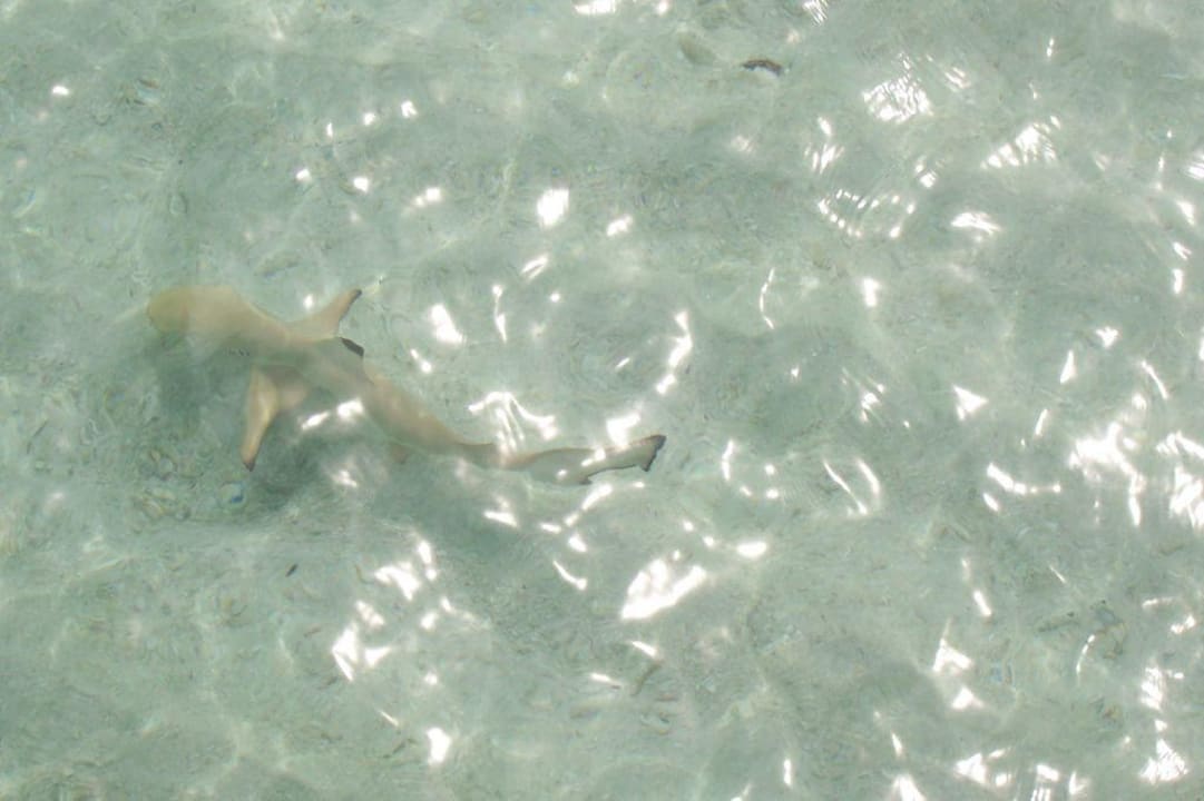 Hai Mirihi Island Resort