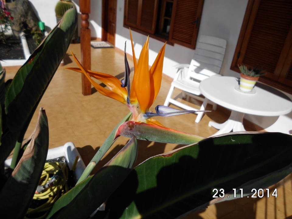 Strelizien Hotel Hyde Park Lane