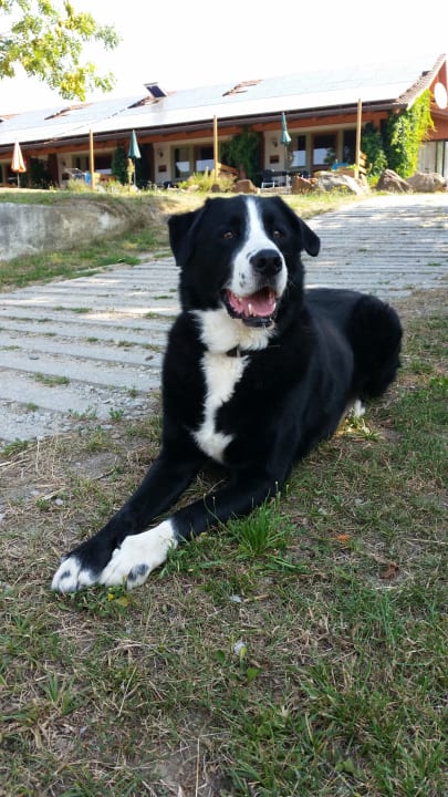 Sonstiges Bambini-Ponyhof