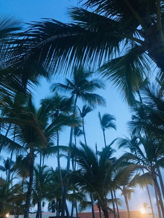Gartenanlage Secrets Royal Beach Punta Cana - Adults only