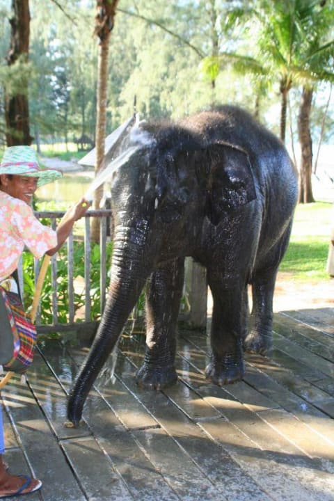 Elefant Rara bei der Mittagsdusche Dusit Thani Krabi Beach Resort