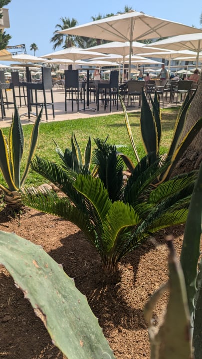 Gartenanlage allsun App.-Hotel Orient Beach