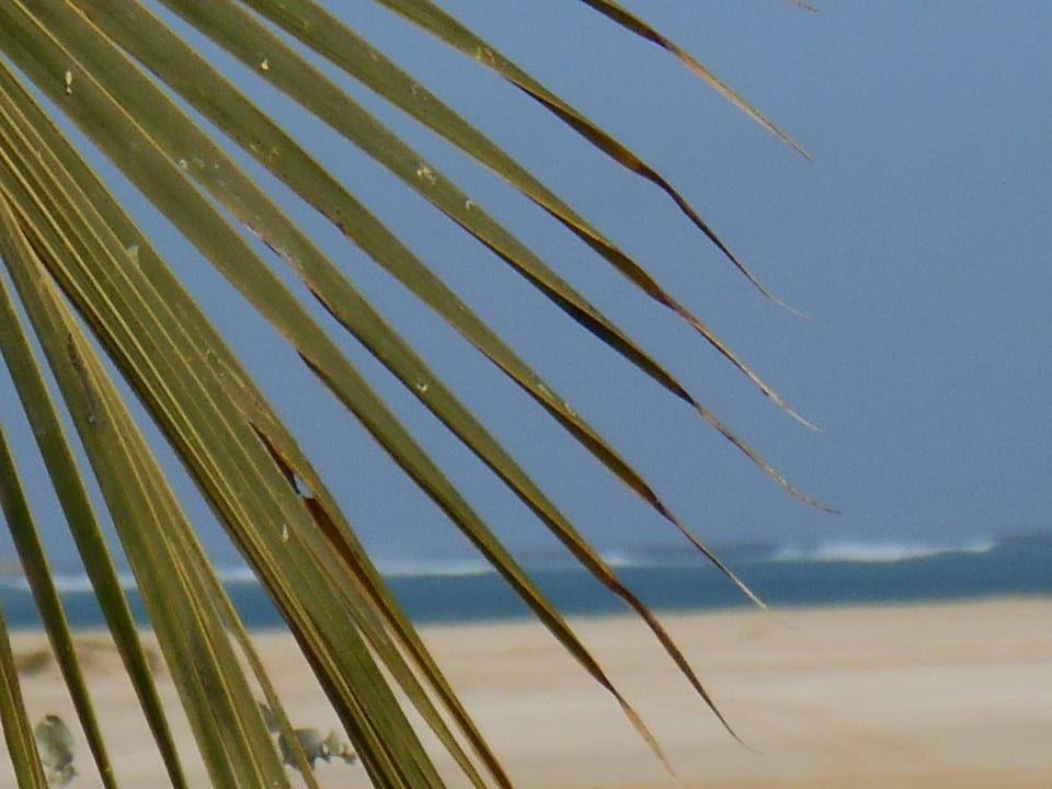 Palme Hotel Riu Touareg