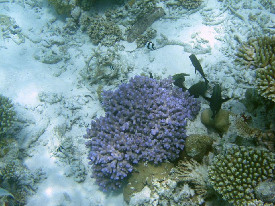 Korallen Summer Island Maldives