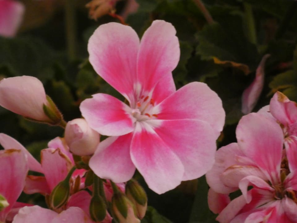 Gartenanlage H10 Playa Esmeralda - Adults only