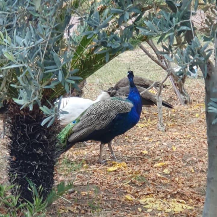 Gartenanlage Seaden Sea World Resort & Spa