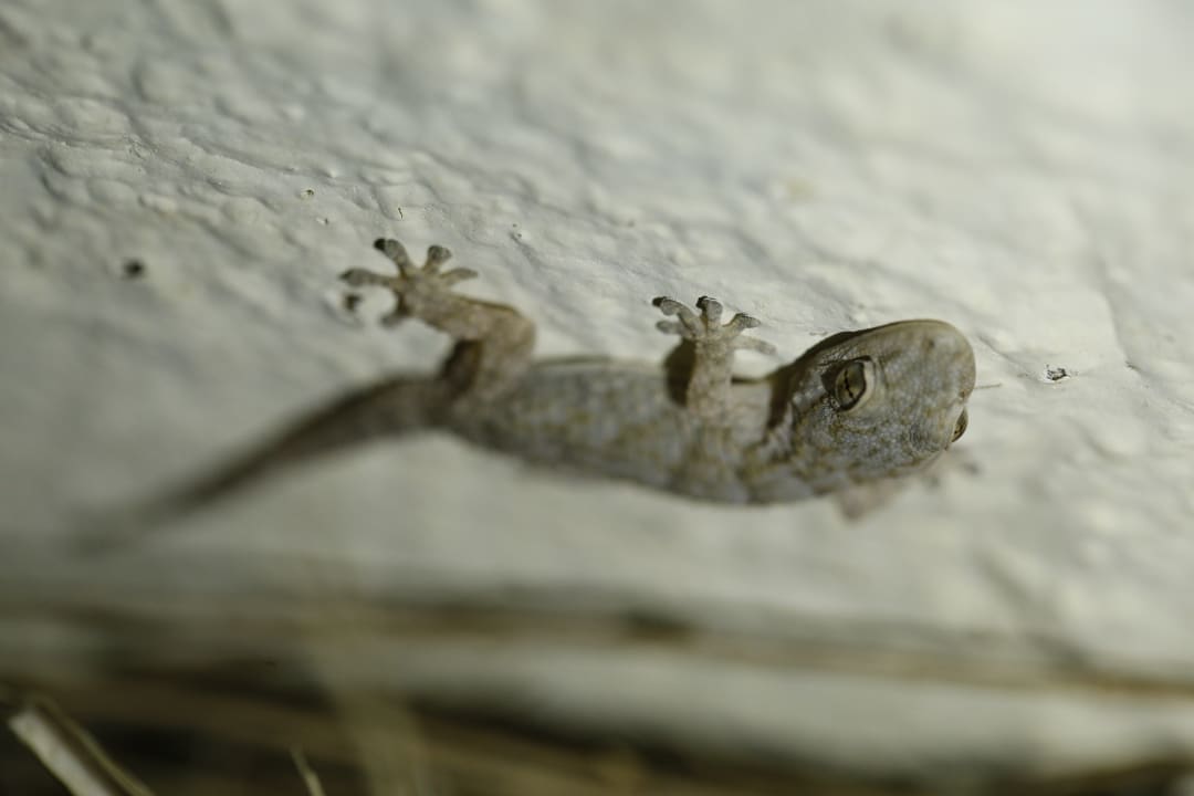 Gartenanlage Ozadi Altura Beach Resort