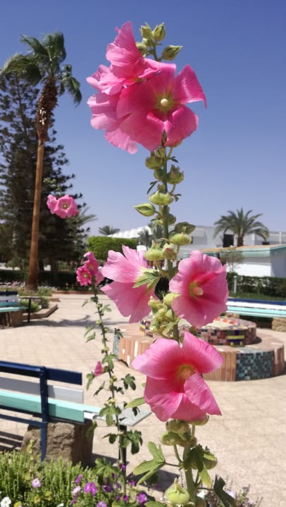 Sehr schön, die Gladiolen Ghazala Beach