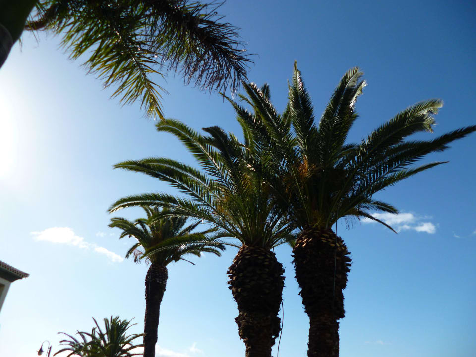 Palmen im Hotelgarten Hotel The Cliff Bay (PortoBay)