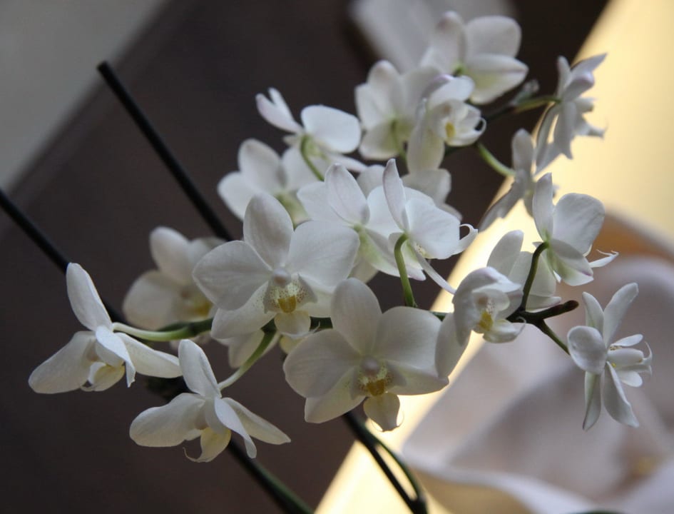 Accueil Hotel Apogia Sirio Venezia Mestre