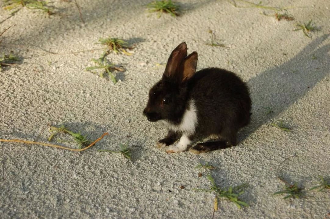 Inselhase  Kuredu Island Resort & Spa