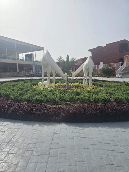 Gartenanlage Pickalbatros Vita Resort - Portofino Marsa Alam