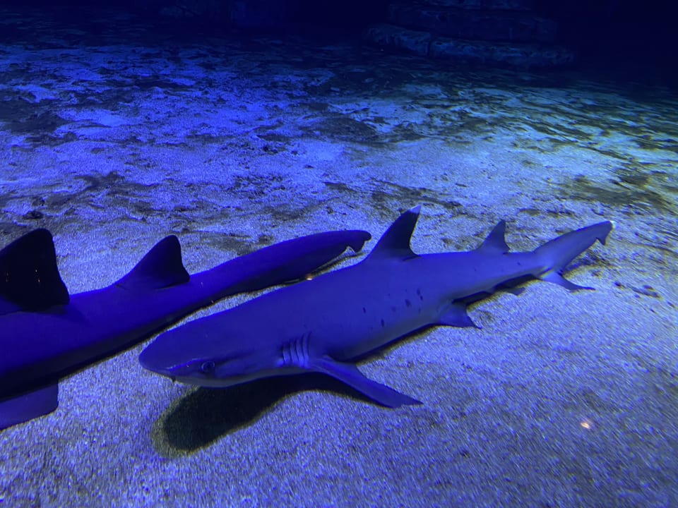 Sport & Freizeit The Land of Legends Kingdom Hotel