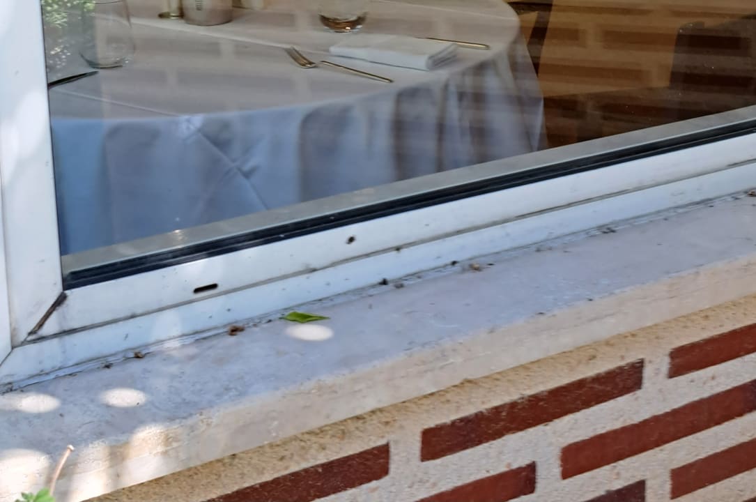 Gastro Papillon Ayscha