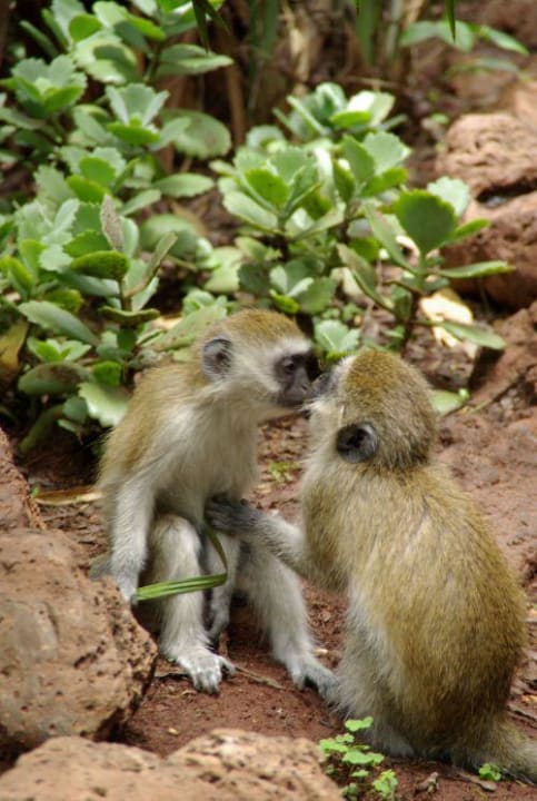 Affenbabys Ol Tukai Lodge