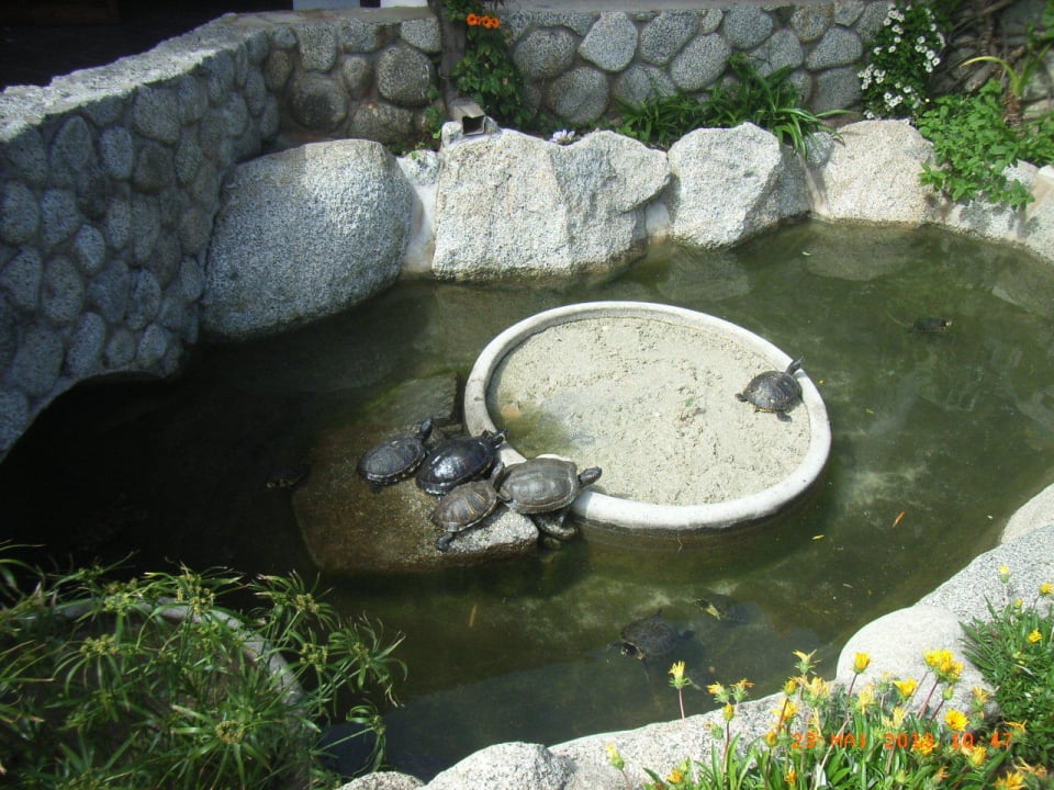 Schildkröten sonnen sich Hotel Villaggio Il Gabbiano