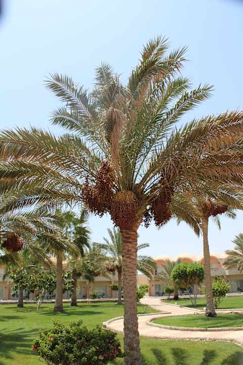 Gartenanlage Three Corners Sea Beach Resort