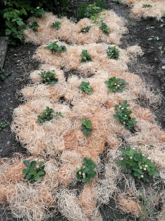 Gastro Seehotel Birkenhof