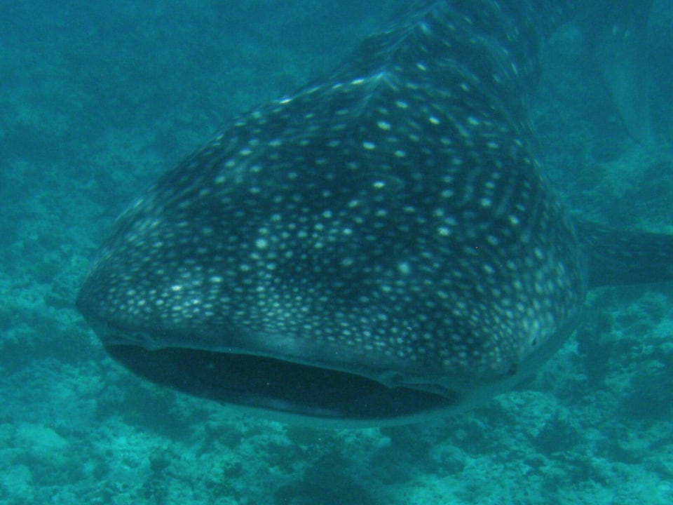 Walhai ganz nah Mirihi Island Resort