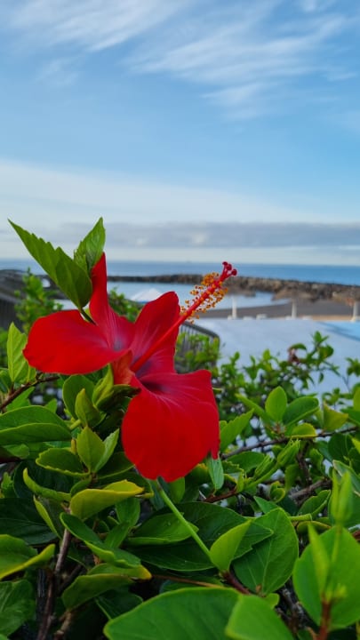 Gartenanlage Hotel Riu Palace Tenerife