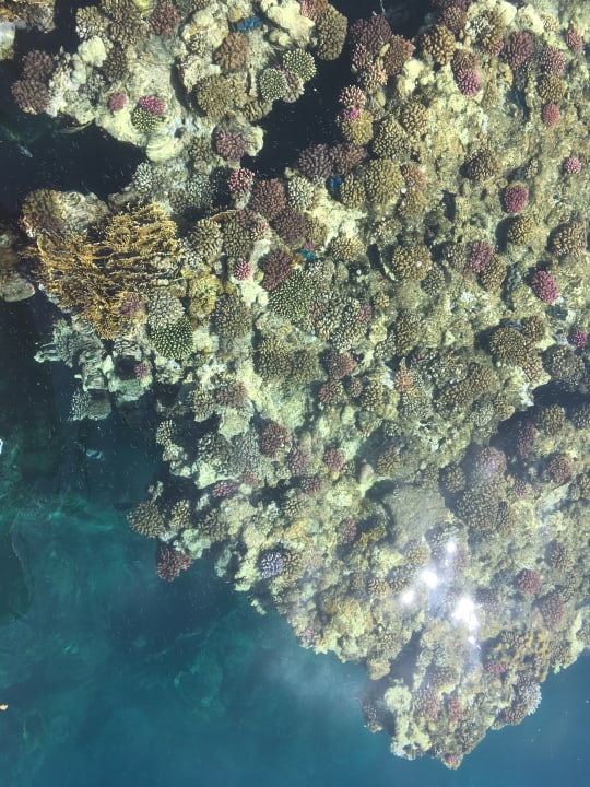 Strand Pickalbatros Palace Hotel-Port Ghalib