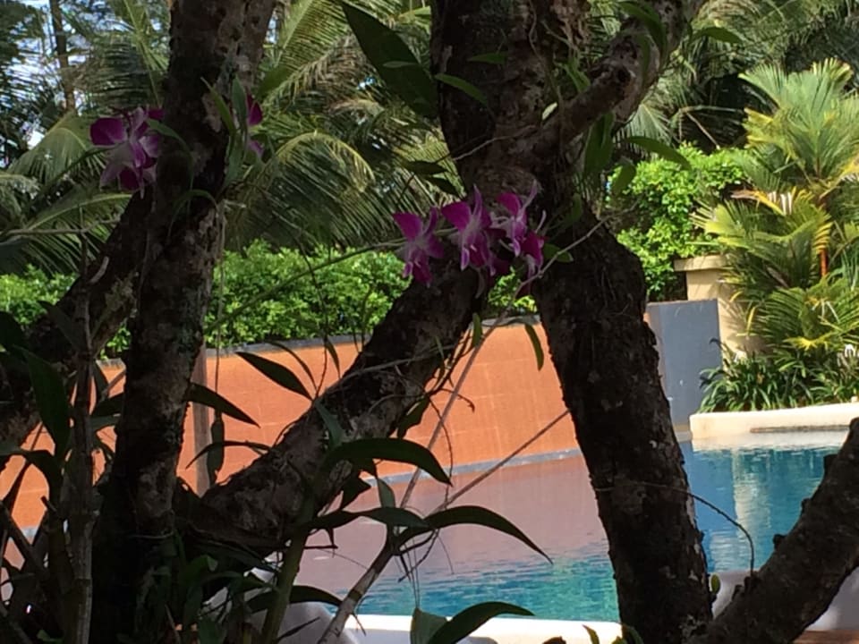 Pool The Grand Southsea Khaolak Beach Resort