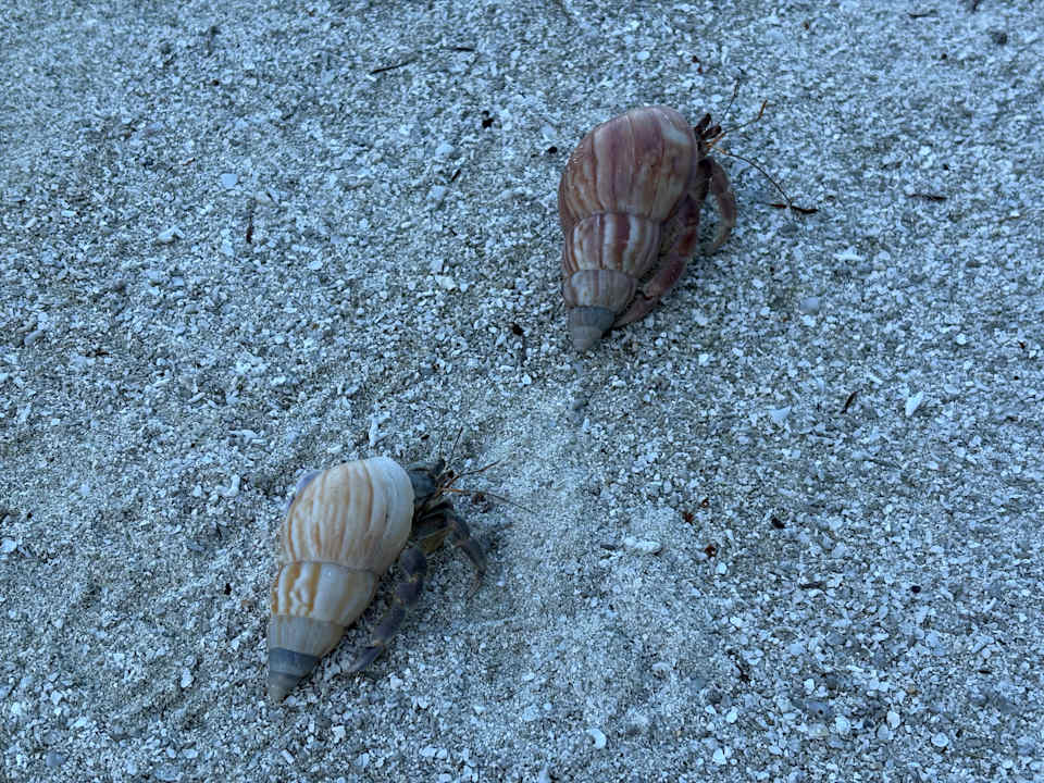 Strand Meeru Maldives Resort Island