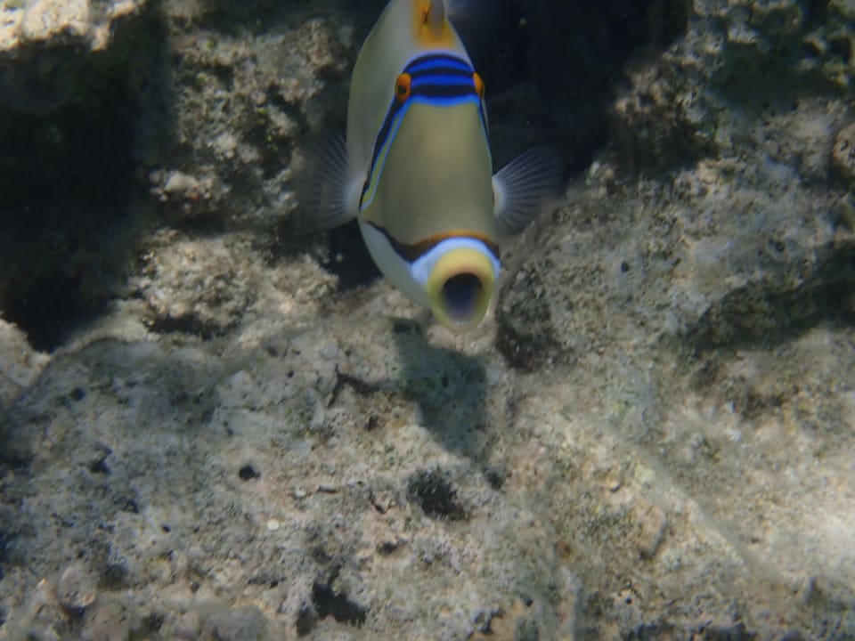 Strand Makadi Spa - Adults only