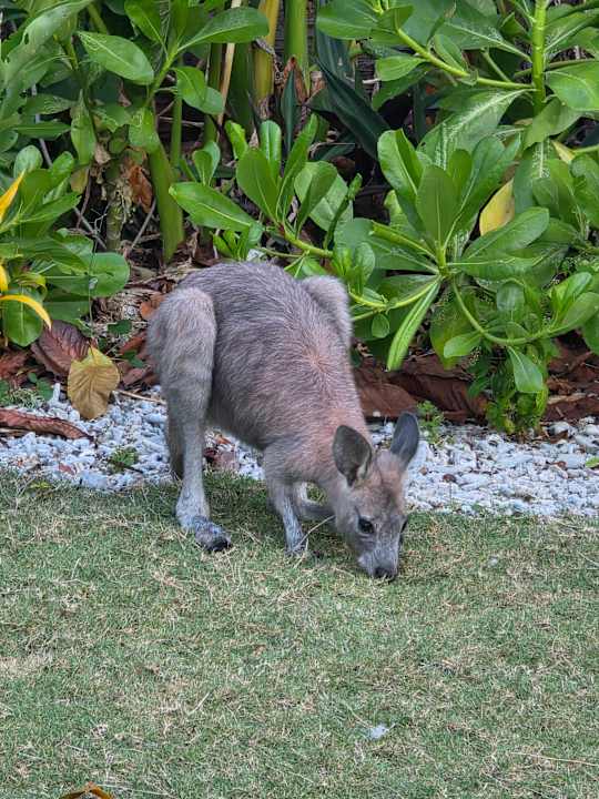 Gartenanlage Daydream Island Resort and Spa