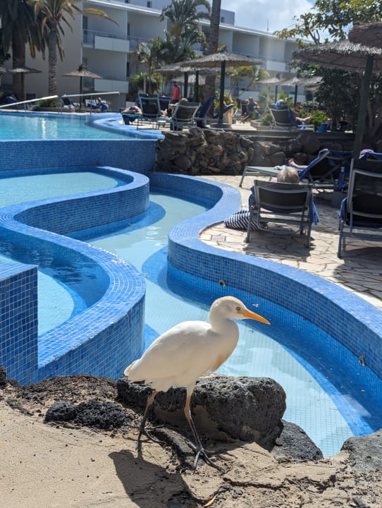 Pool allsun App.-Hotel Esquinzo Beach