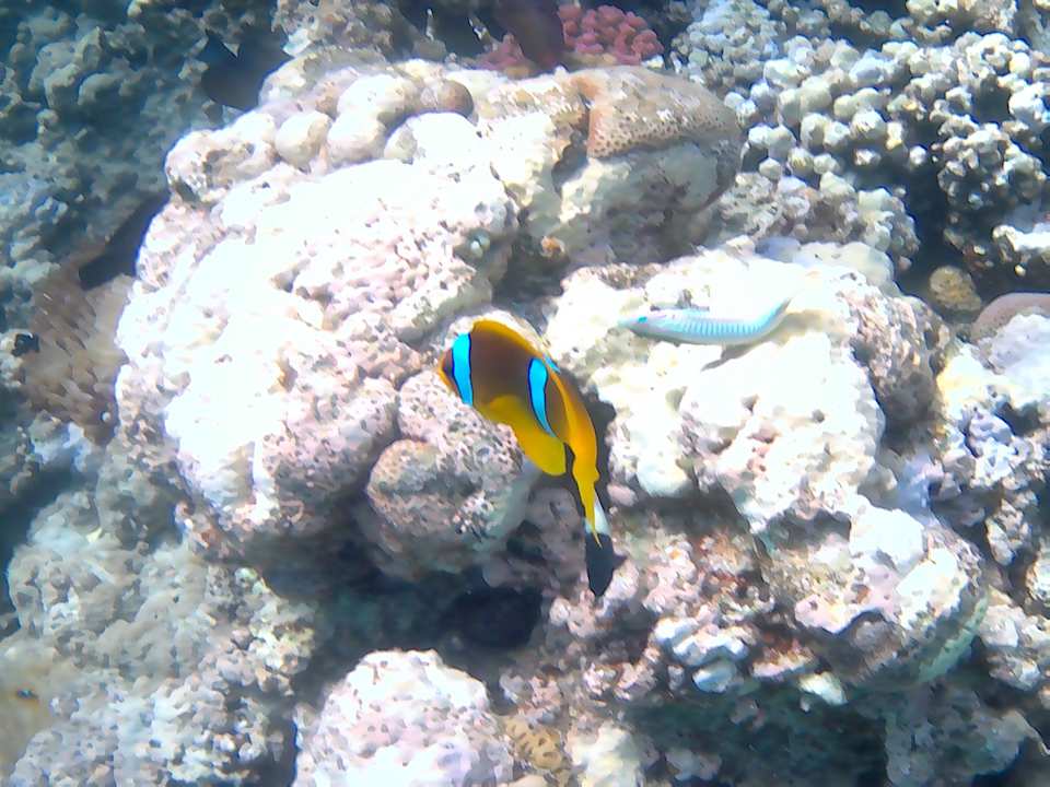 Strand Stella Beach Resort & Spa Makadi Bay