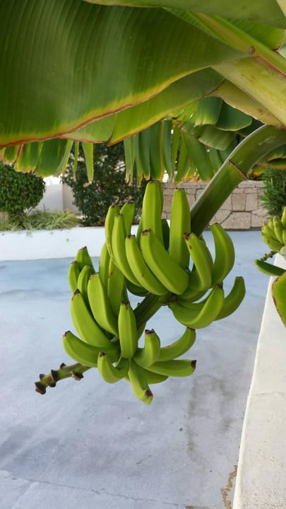 Bananenpalme  LABRANDA Bahía y Villas Fañabé