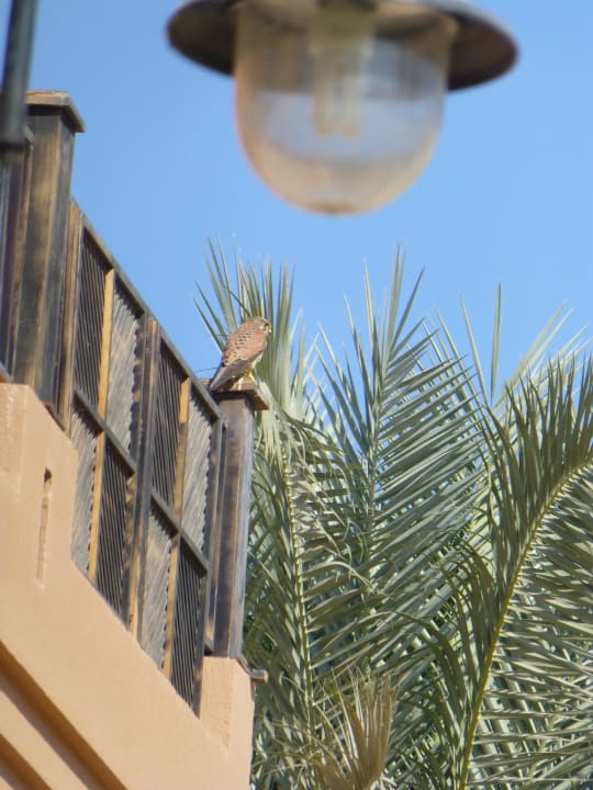 Ястреб на крыше Stella Beach Resort & Spa Makadi Bay