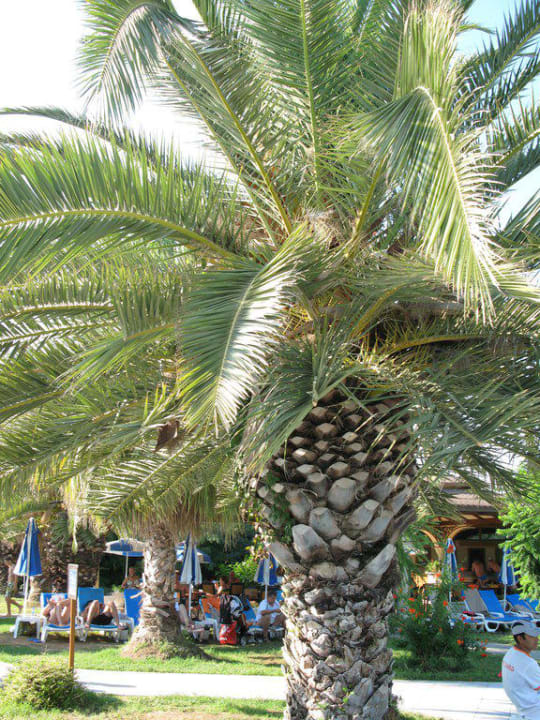 Club Ali Bey Manavgat Ali Bey Club