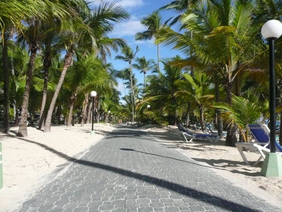 Palmenallee am Strand Hotel Riu Bambu