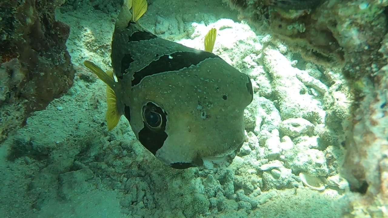 Sport & Freizeit NH Collection Maldives Reethi Resort