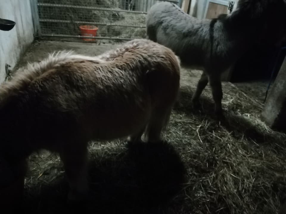 Sonstiges Bauernhof Bernhardenhof