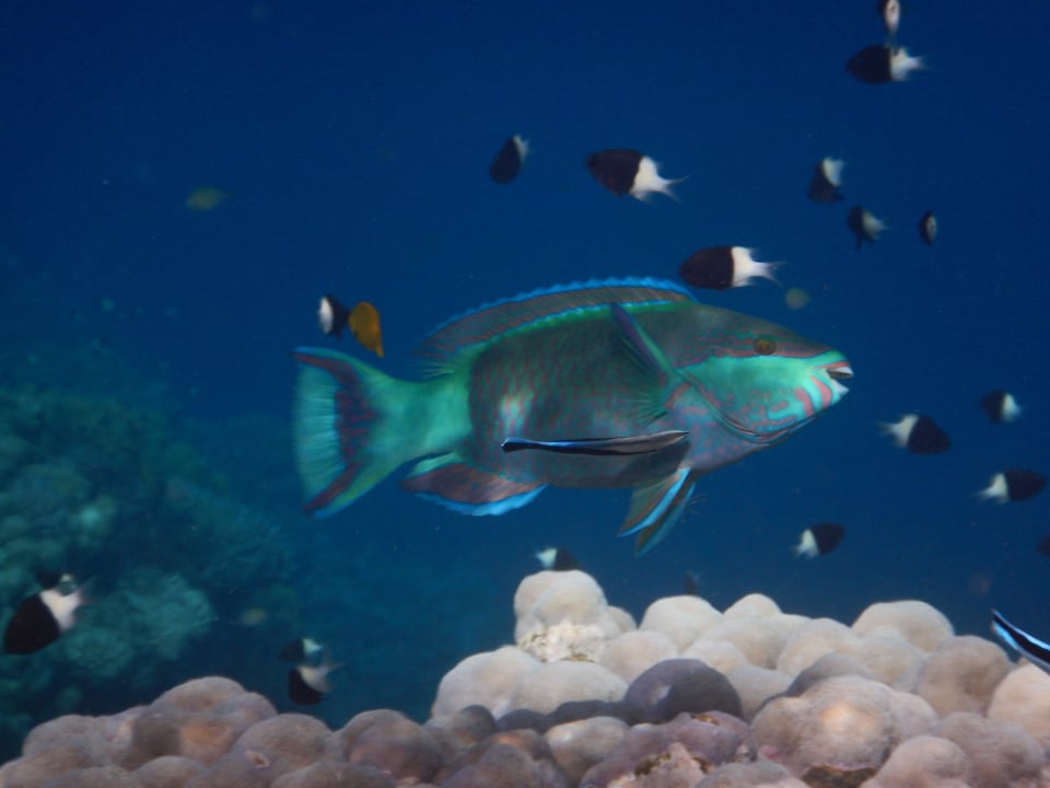 Papageifisch Hotel Gorgonia Beach Resort