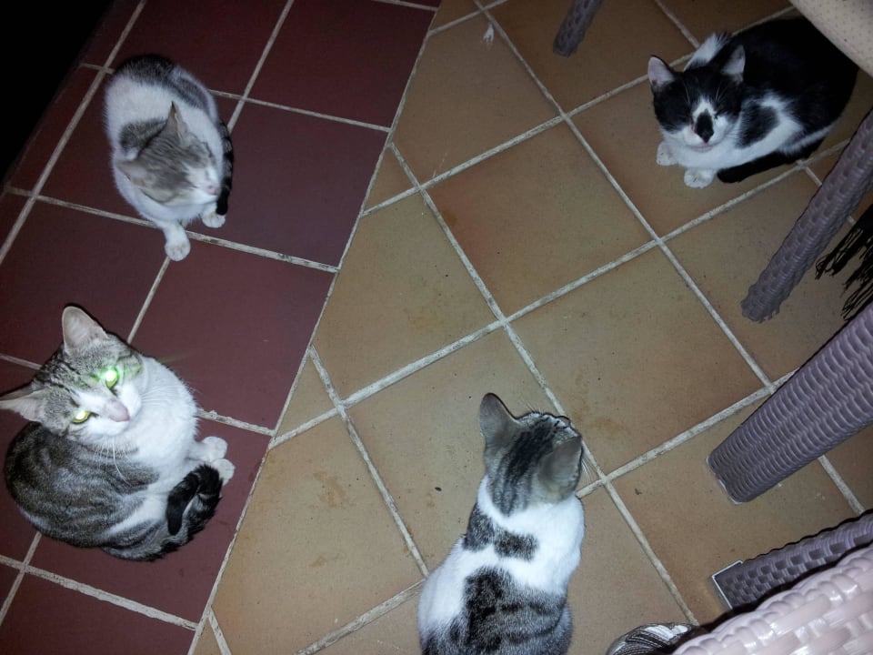 Katzenjammer beim Abendessen Hotel Riu Karamboa