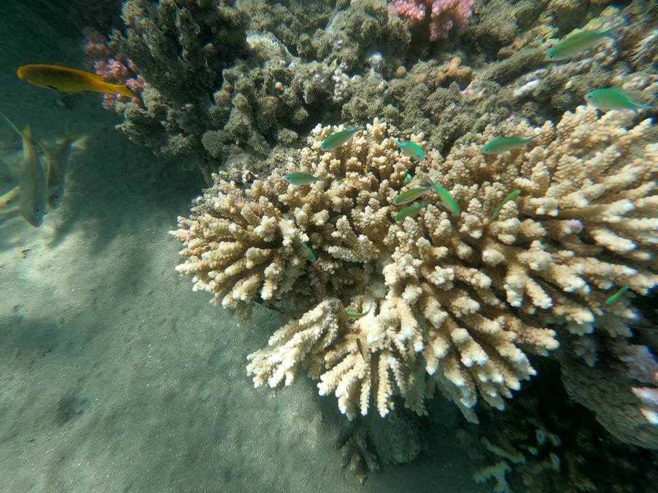 Sport & Freizeit Lahami Bay Beach Resort