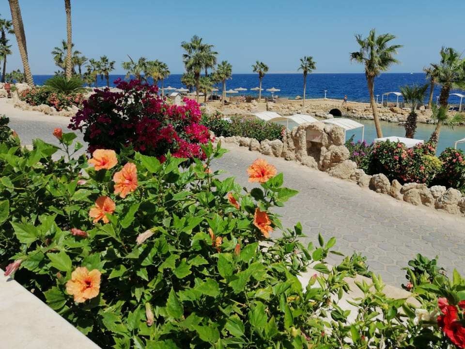 Gartenanlage Pickalbatros Citadel Resort