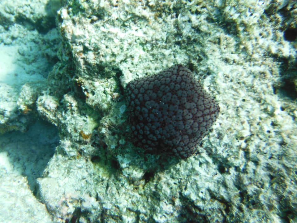 Koralle oder Tier? Filitheyo Island Resort