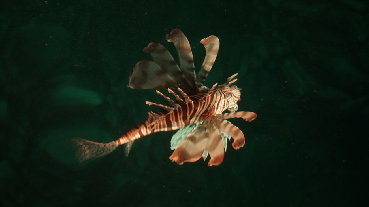 Strand Pickalbatros Citadel Resort