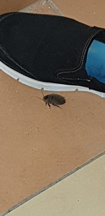 Zimmer Melia Las Dunas