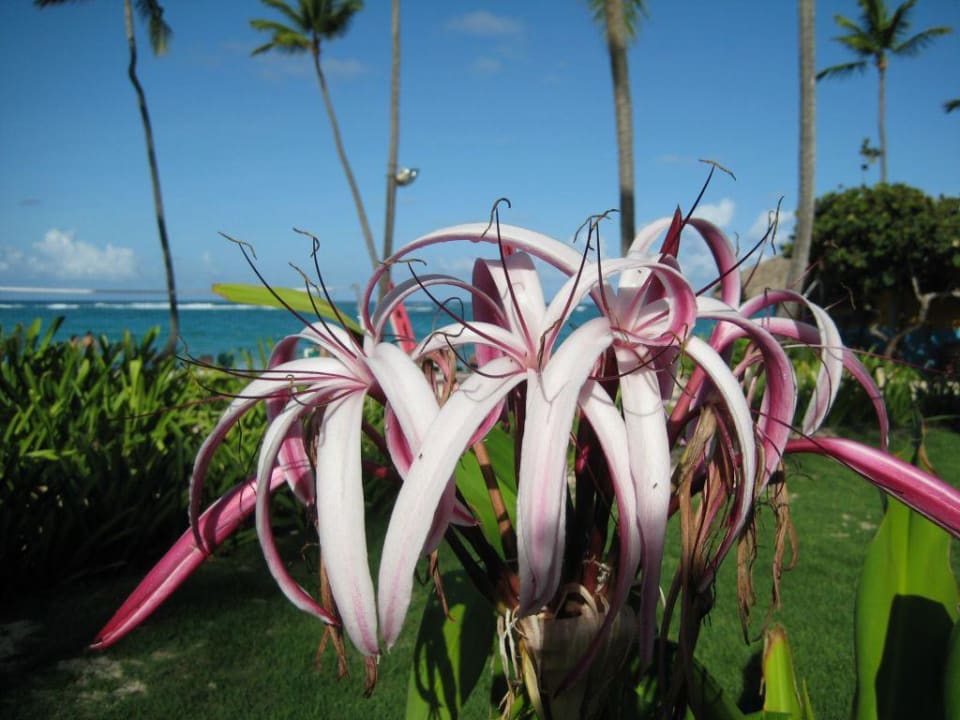 Noch eine Blüte aus dem tollen Garten Grand Palladium Select Bávaro Resort & Spa