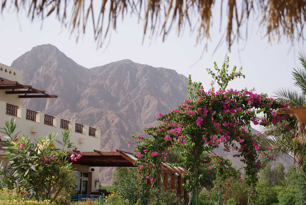 W ogrodzie Aquis Taba Paradise Resort